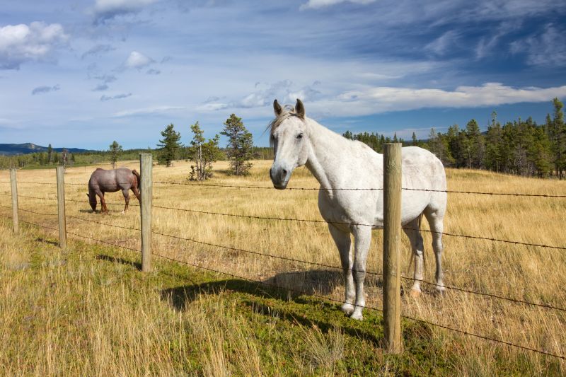 Cattle Fence Replacement